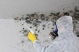 Best Mold Odor Removal Services  in Triangle, VA